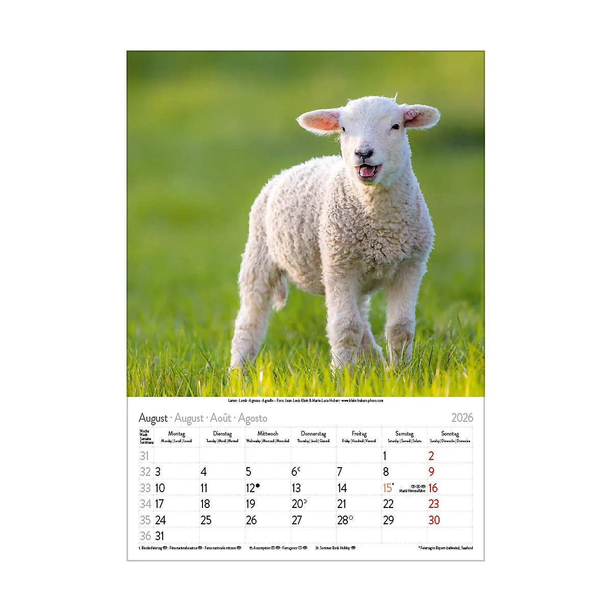 Bildkalender Korsch Tierkinder 2026, mit Tierbaby-Fotomotiven, B 235 x H 335 mm, Papier