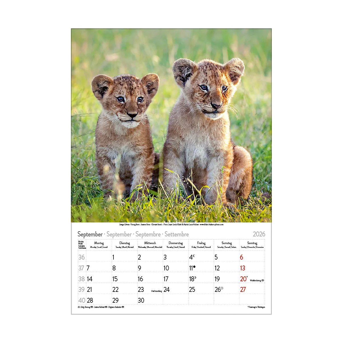 Bildkalender Korsch Tierkinder 2026, mit Tierbaby-Fotomotiven, B 235 x H 335 mm, Papier