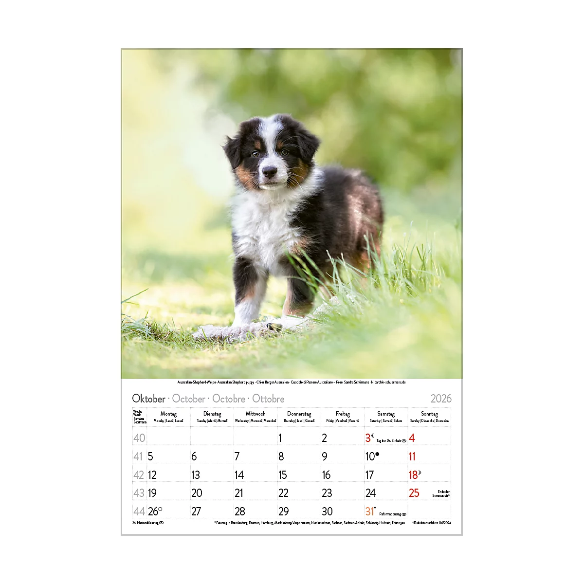 Bildkalender Korsch Tierkinder 2026, mit Tierbaby-Fotomotiven, B 235 x H 335 mm, Papier