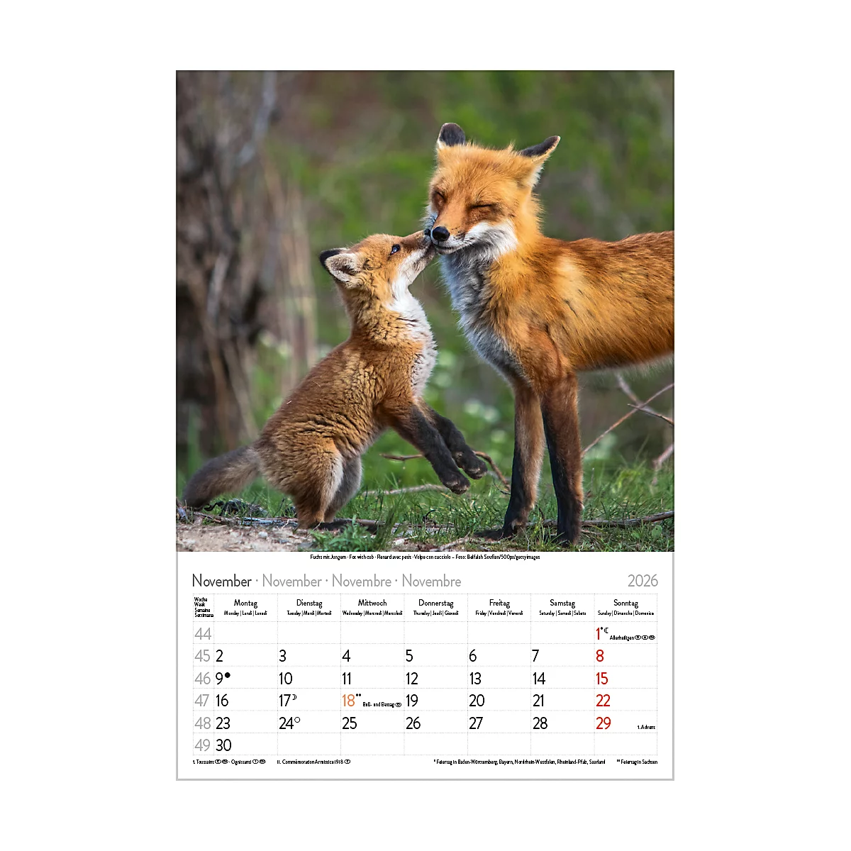 Bildkalender Korsch Tierkinder 2026, mit Tierbaby-Fotomotiven, B 235 x H 335 mm, Papier