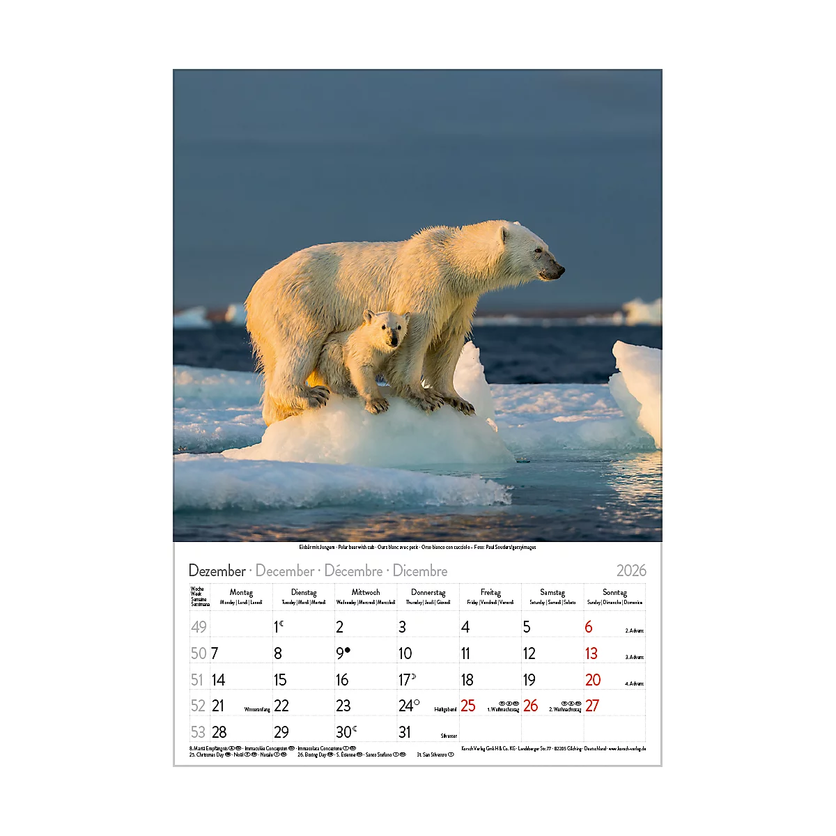 Bildkalender Korsch Tierkinder 2026, mit Tierbaby-Fotomotiven, B 235 x H 335 mm, Papier
