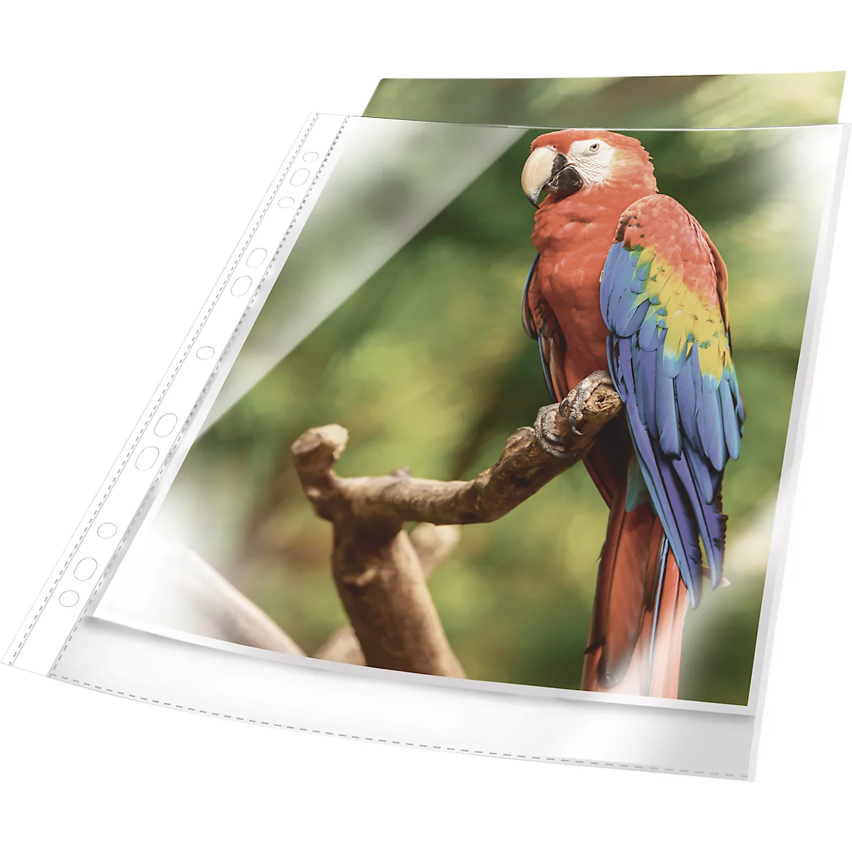 Brochurehoesjes, DIN A4, glashelder, documentbestendig, versterkte universele perforatie, met witte rand, 10 st.