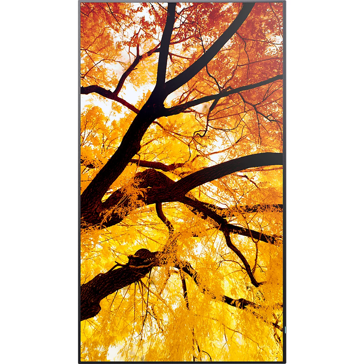 Nahaufnahme von Ästen eines Baumes mit gelb-orangenen Blättern vor hellem Hintergrund.