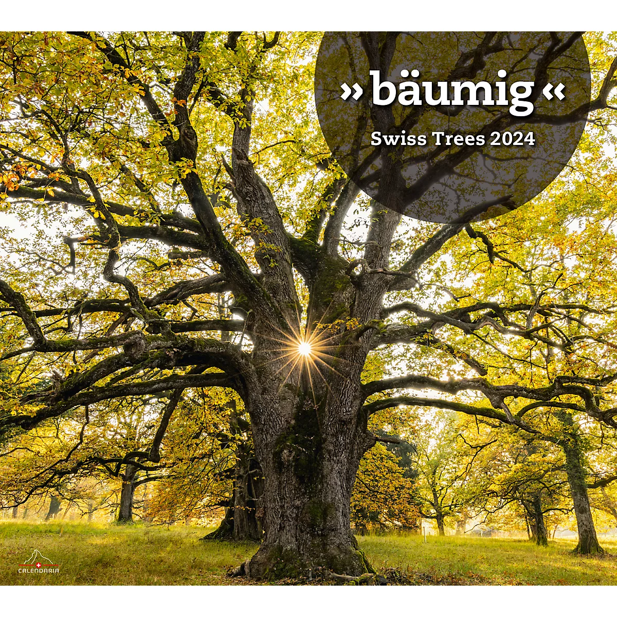 Calendrier illustré 'arborescent' Swiss Trees, L 490 x H 440 mm, format horizontal, calendrier DE/F/I/GB