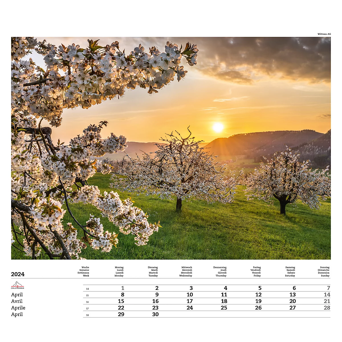 Calendrier illustré 'arborescent' Swiss Trees, L 490 x H 440 mm, format horizontal, calendrier DE/F/I/GB