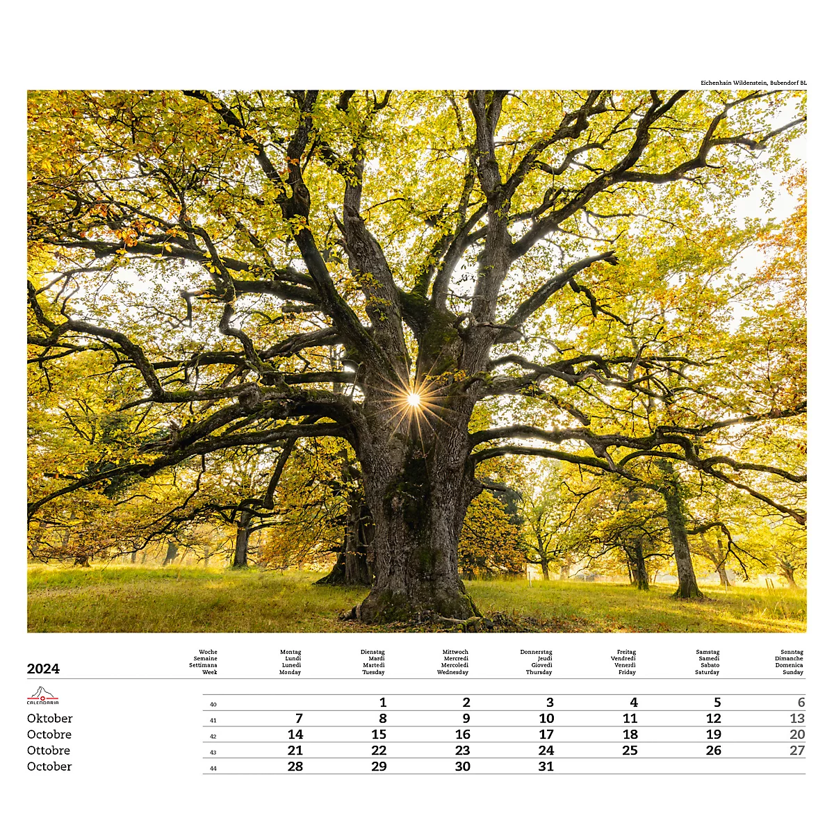 Calendrier illustré 'arborescent' Swiss Trees, L 490 x H 440 mm, format horizontal, calendrier DE/F/I/GB