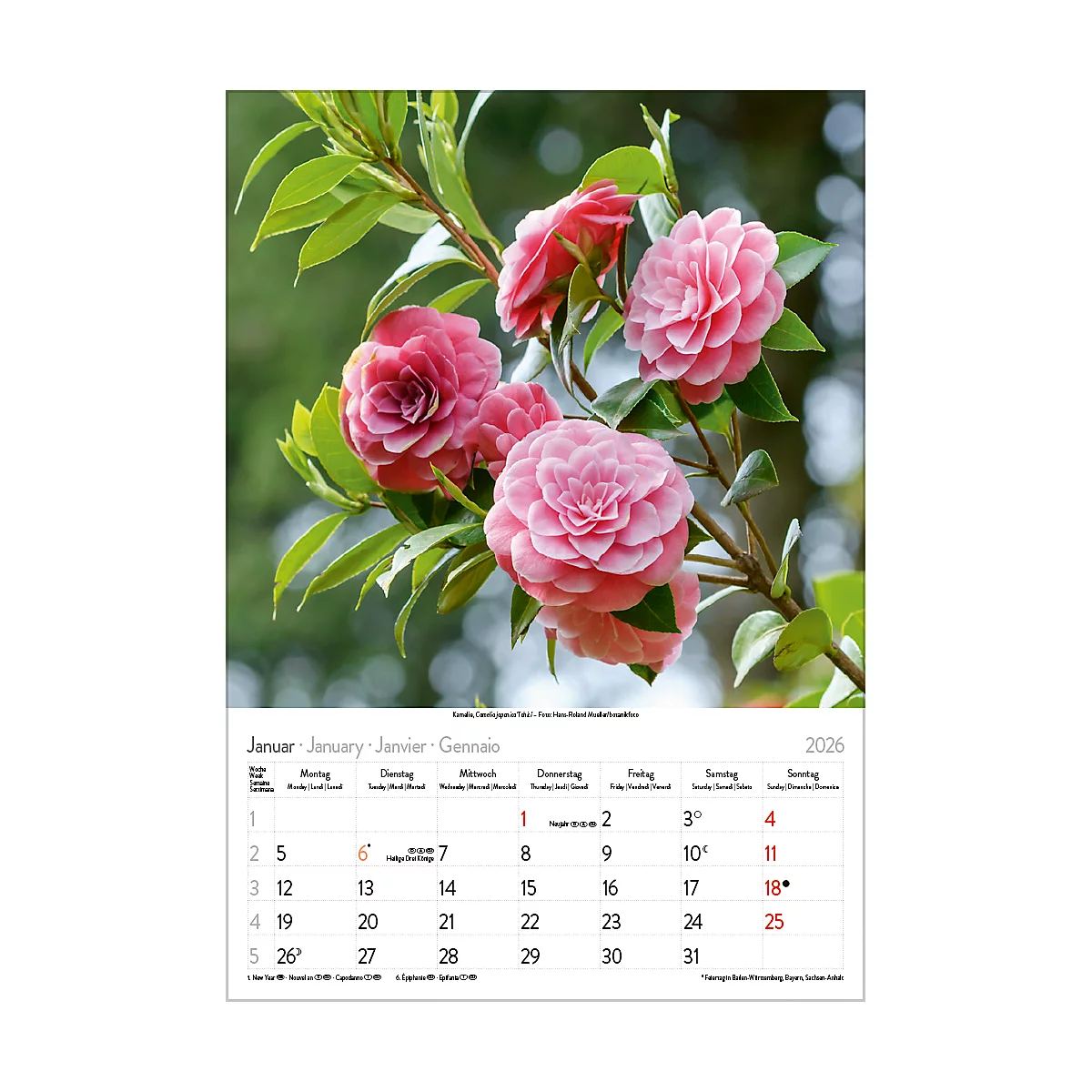 Calendrier illustré Korsch Magie des fleurs 2026, avec motifs photographiques, L 235 x H 335 mm, papier