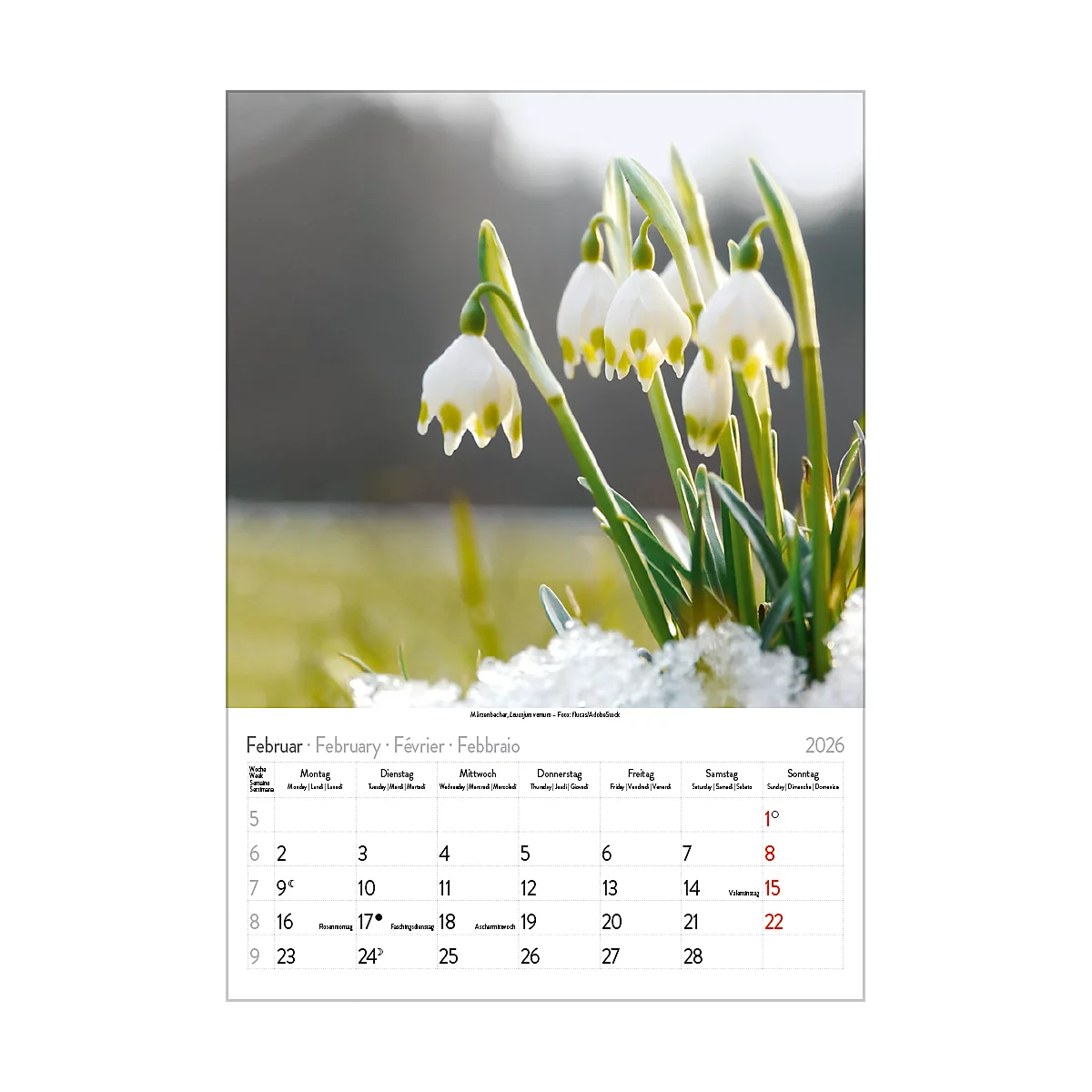 Calendrier illustré Korsch Magie des fleurs 2026, avec motifs photographiques, L 235 x H 335 mm, papier