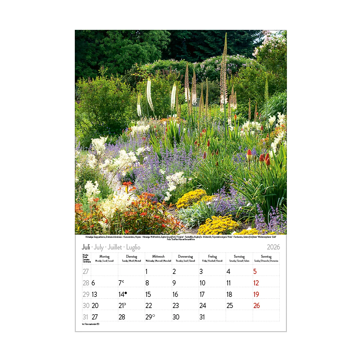 Calendrier illustré Korsch Magie des fleurs 2026, avec motifs photographiques, L 235 x H 335 mm, papier