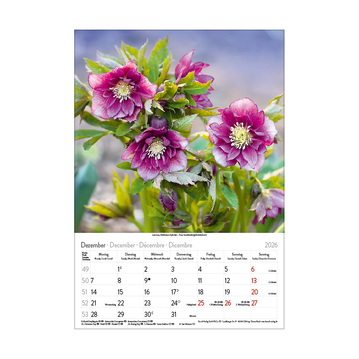 Calendrier illustré Korsch Magie des fleurs 2026, avec motifs photographiques, L 235 x H 335 mm, papier