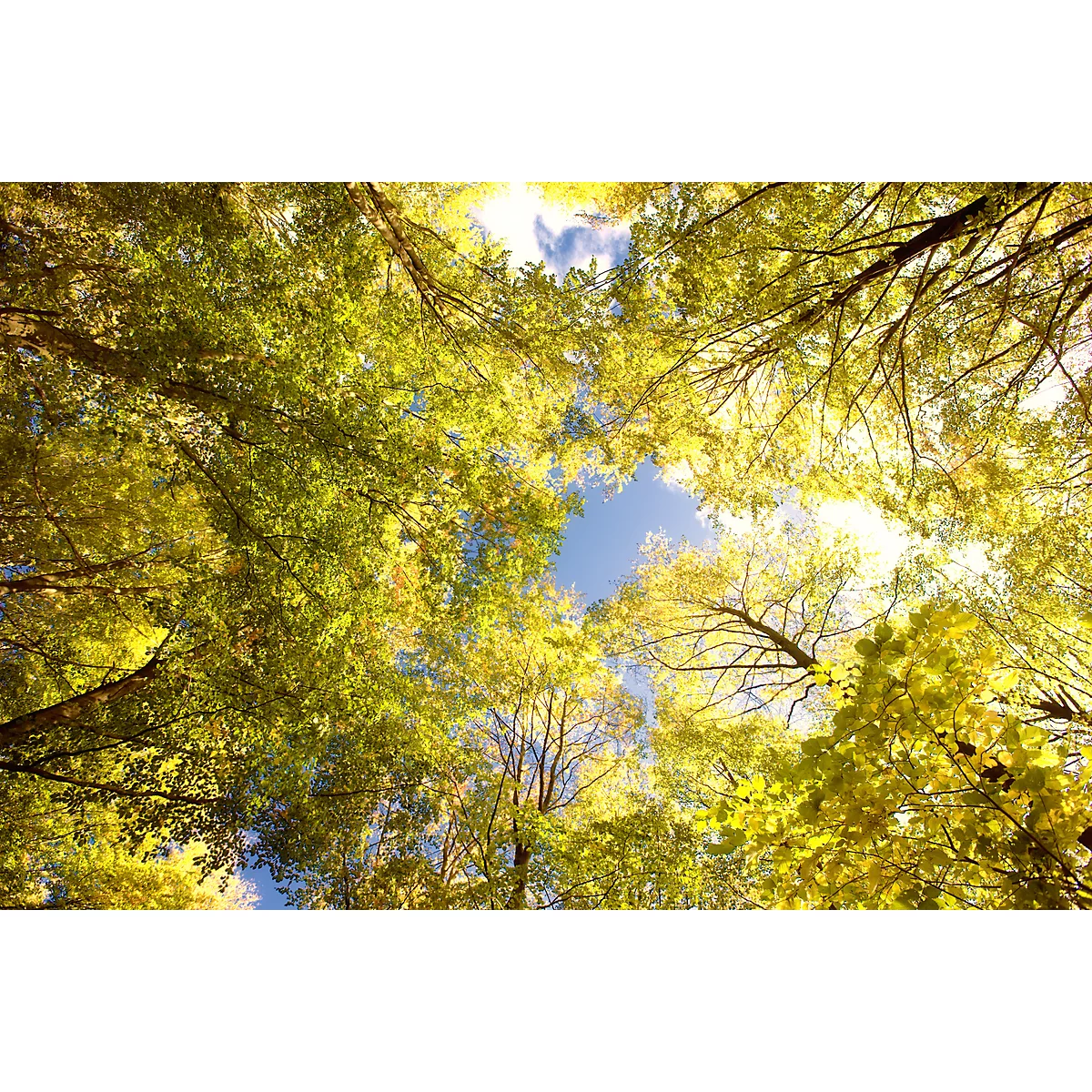Looking up through tree canopies with yellow leaves, blue sky, sunlit.