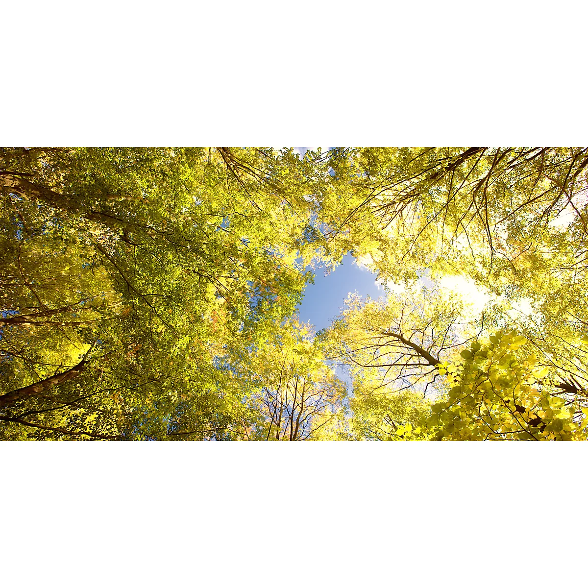 View through yellow-green tree crowns towards the blue sky. Sunlight shines through the leaves.