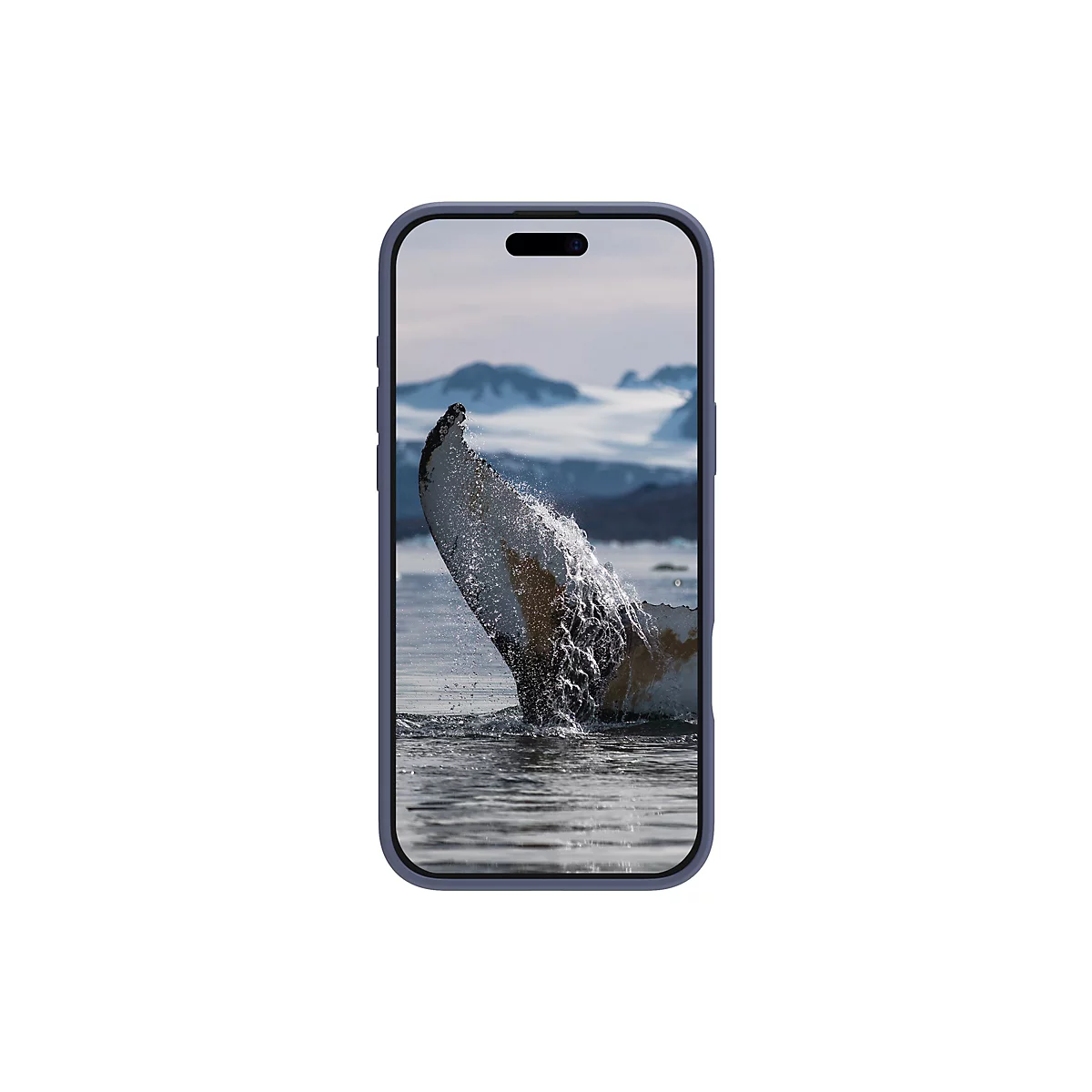 Ein Handy mit einem blauen Rahmen zeigt das Heck einer springenden Wal an. Wasser spritzt hoch, im Hintergrund Berge.