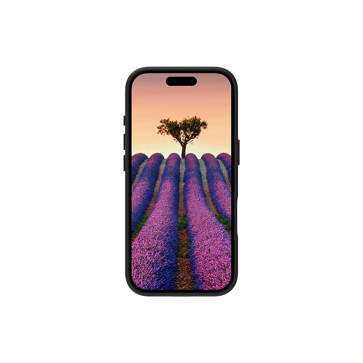 Smartphone, auf dem ein Lavendelfeld mit Baum unter Abendhimmel gezeigt wird.