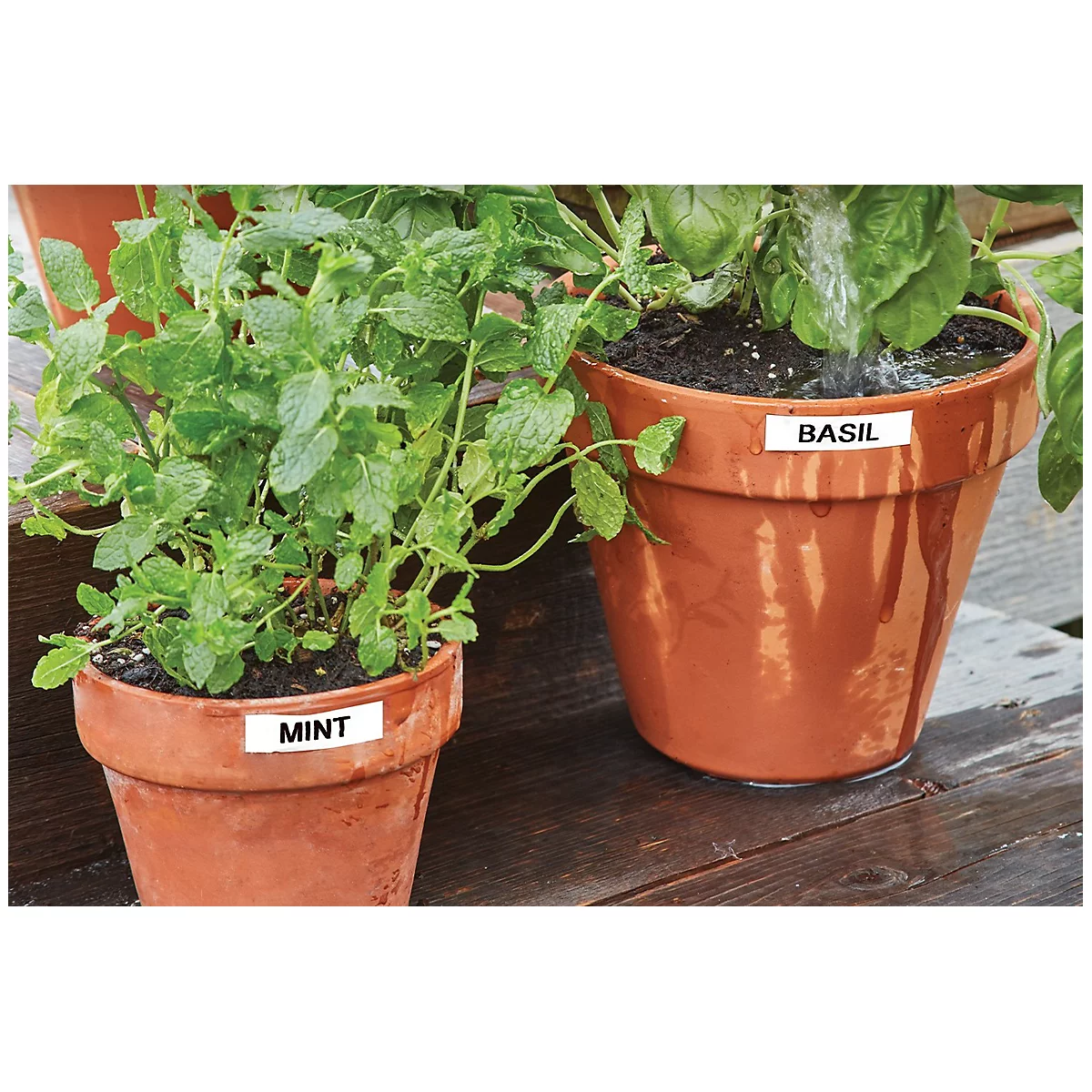 Deux pots en terre cuite avec des herbes aromatiques : menthe et basilic. Le basilic est arrosé.