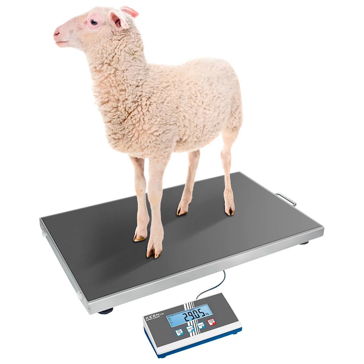 Un mouton se tient sur une balance, l'écran affiche 29,05 kg.