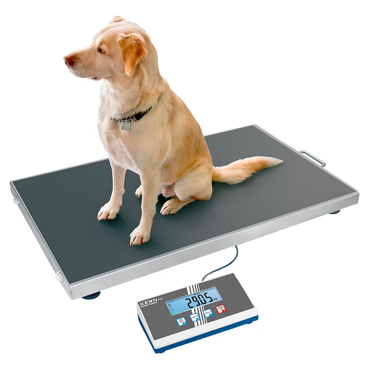Un chien brun clair est assis sur une balance indiquant 29,05 kg. La balance est grise et argentée. Le chien regarde sur le côté.