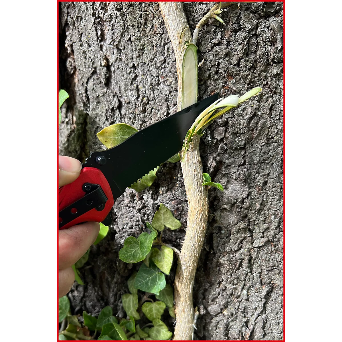 Eine Hand schneidet mit einem Messer einen Ast von einem Baum ab. Kleeblätter und Baumrinde im Hintergrund.