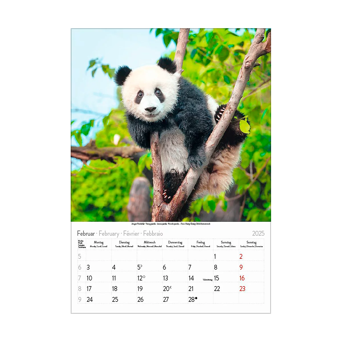 Korsch Bildkalender 'Tierkinder 2025', B 235 x H 335 mm