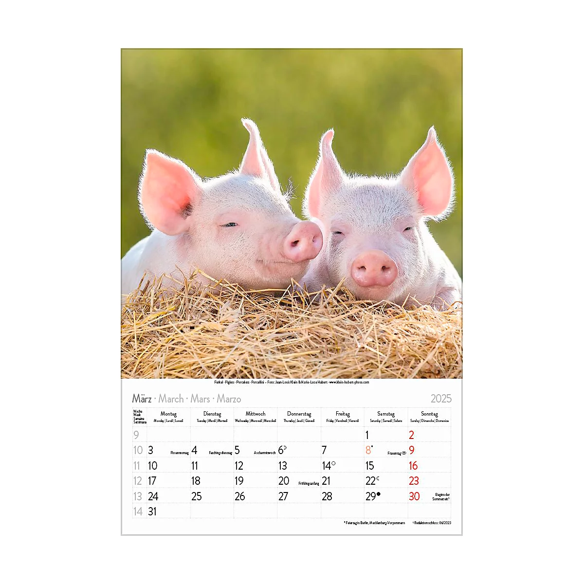 Korsch Bildkalender 'Tierkinder 2025', B 235 x H 335 mm