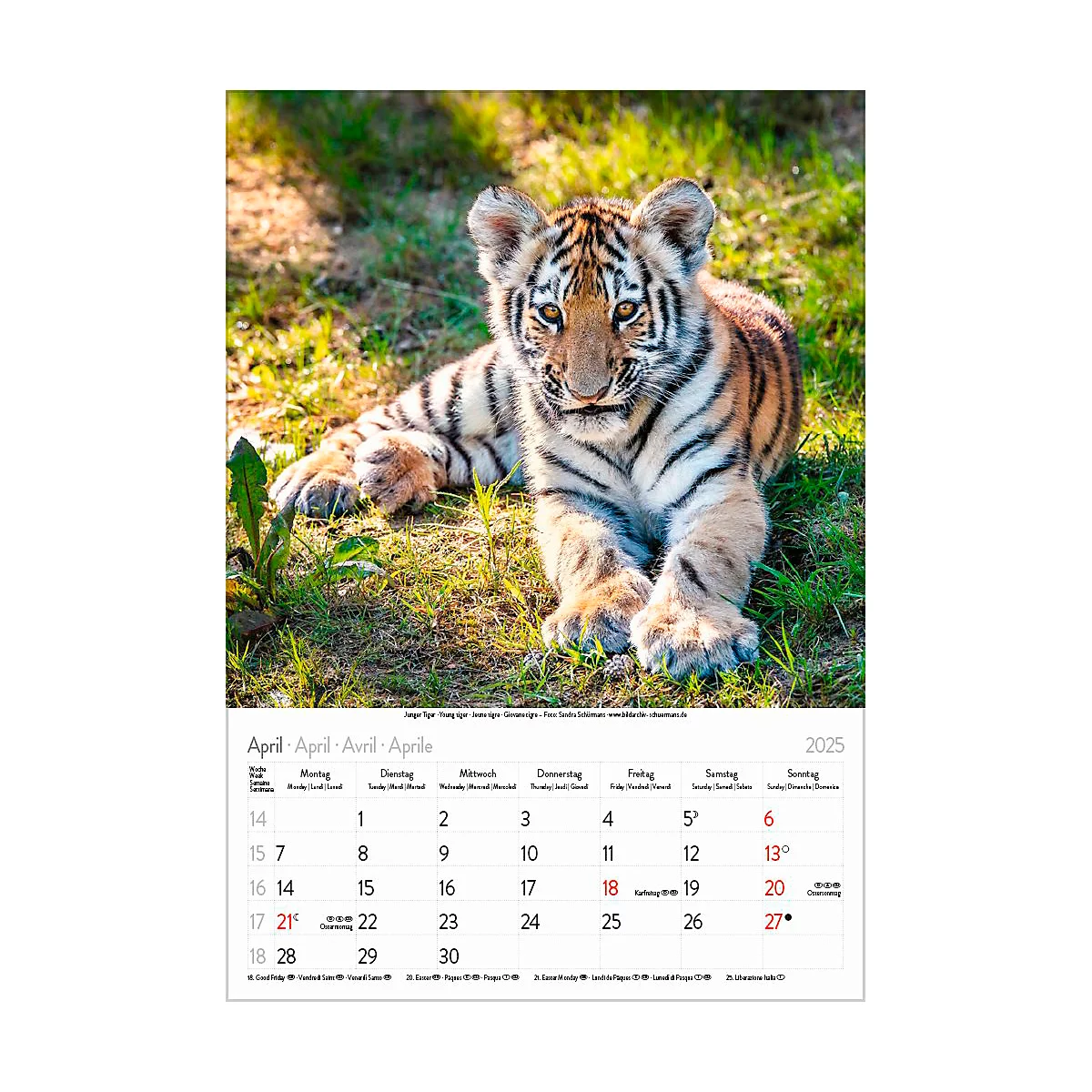 Korsch Bildkalender 'Tierkinder 2025', B 235 x H 335 mm