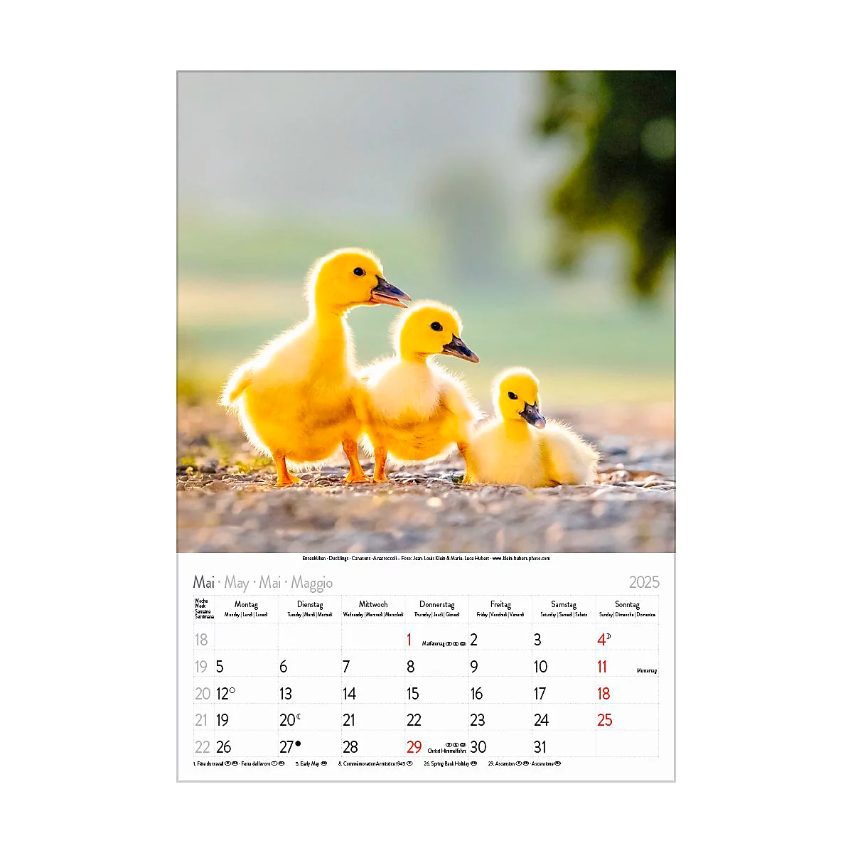Korsch Bildkalender 'Tierkinder 2025', B 235 x H 335 mm