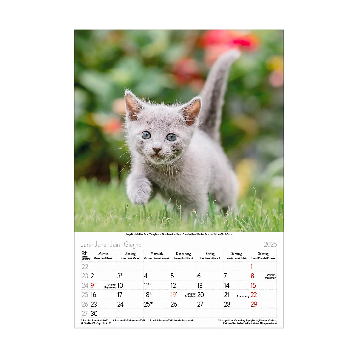 Korsch Bildkalender 'Tierkinder 2025', B 235 x H 335 mm