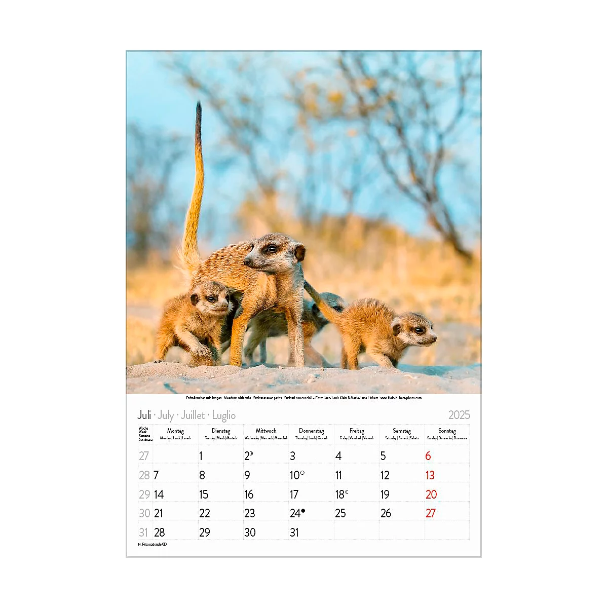 Korsch Bildkalender 'Tierkinder 2025', B 235 x H 335 mm
