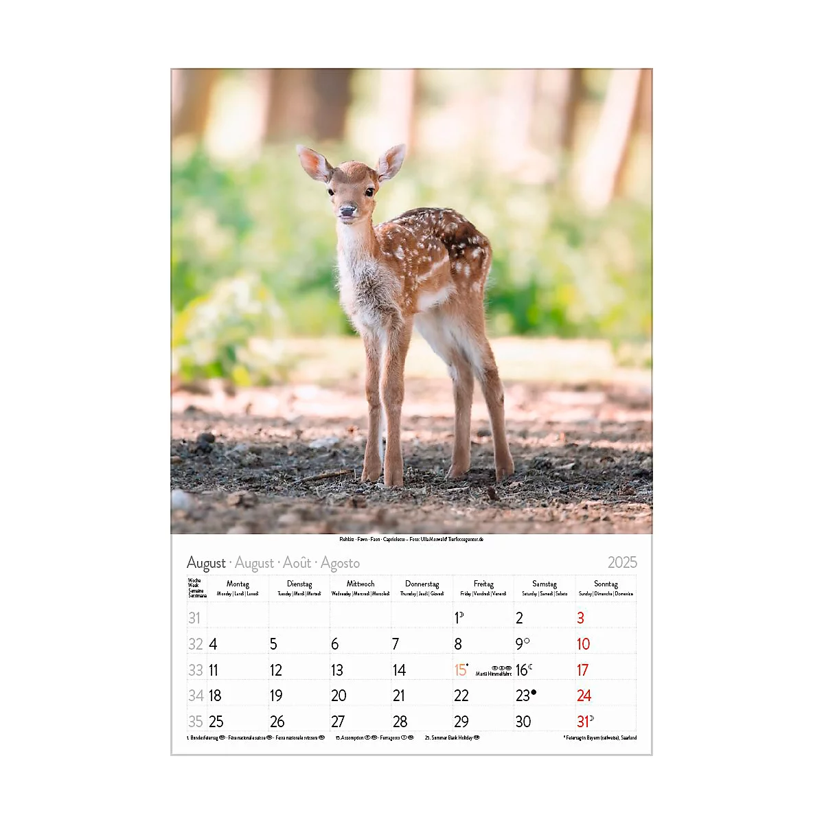 Korsch Bildkalender 'Tierkinder 2025', B 235 x H 335 mm