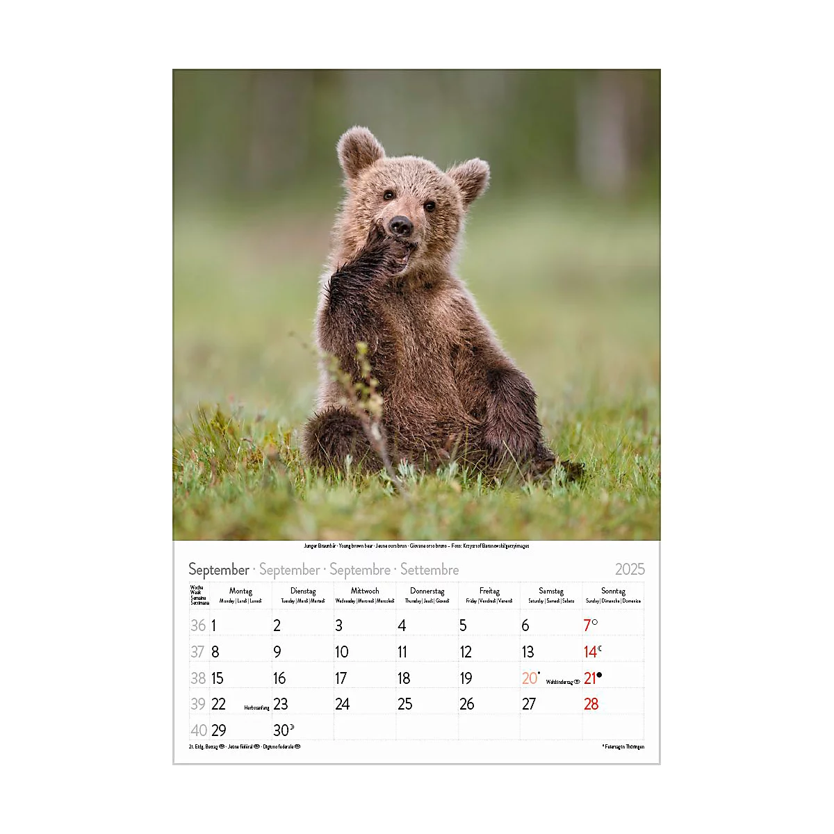 Korsch Bildkalender 'Tierkinder 2025', B 235 x H 335 mm