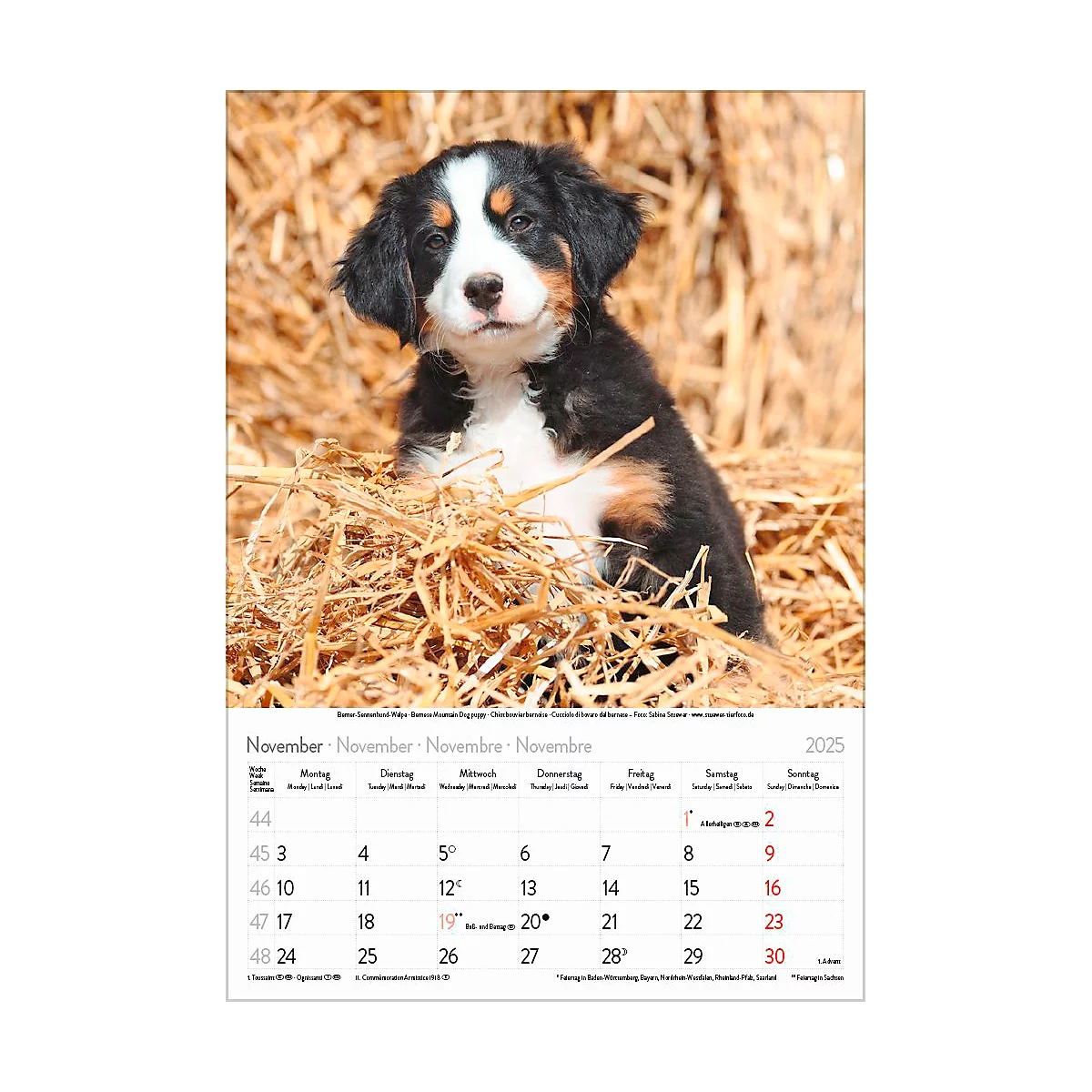 Korsch Bildkalender 'Tierkinder 2025', B 235 x H 335 mm