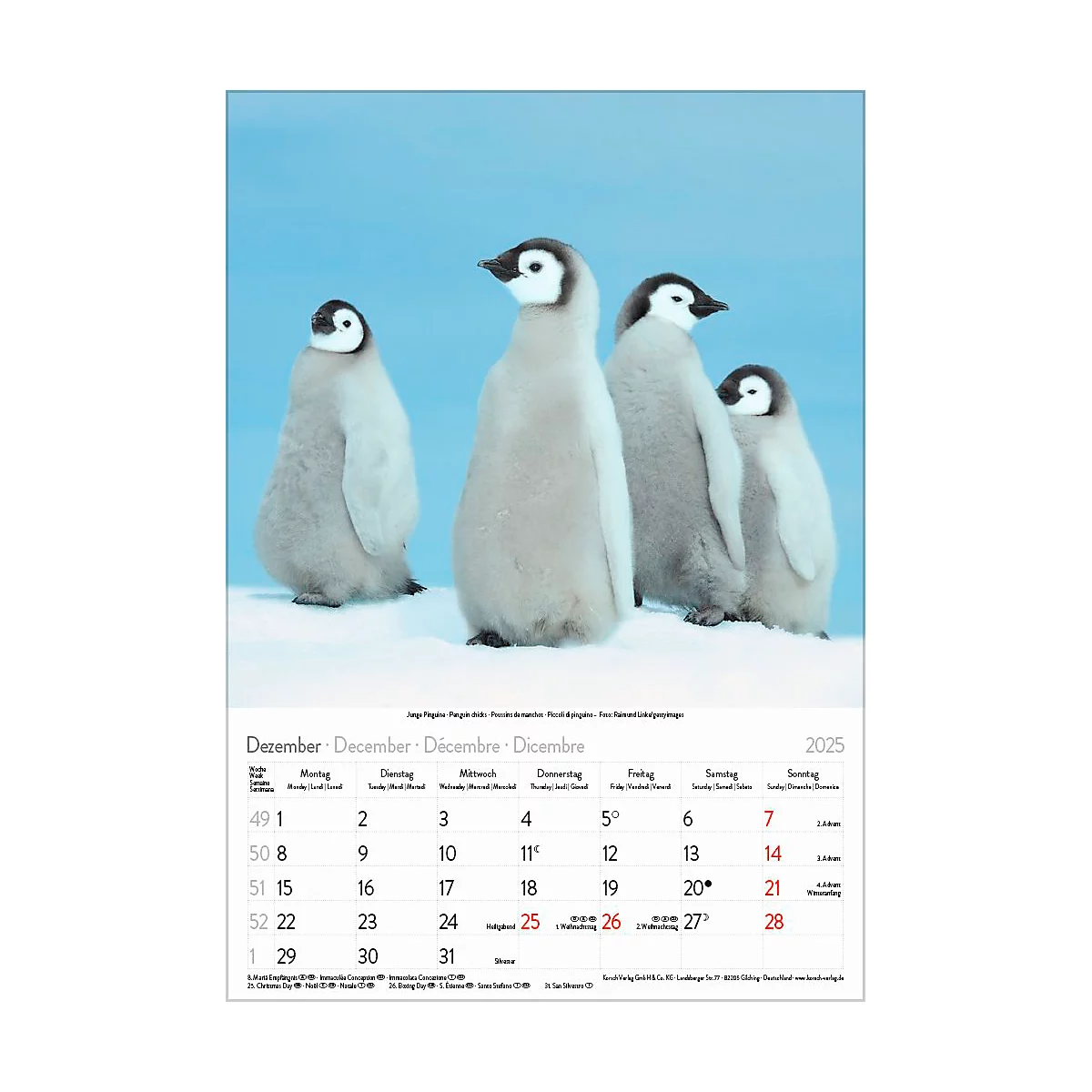 Korsch Bildkalender 'Tierkinder 2025', B 235 x H 335 mm