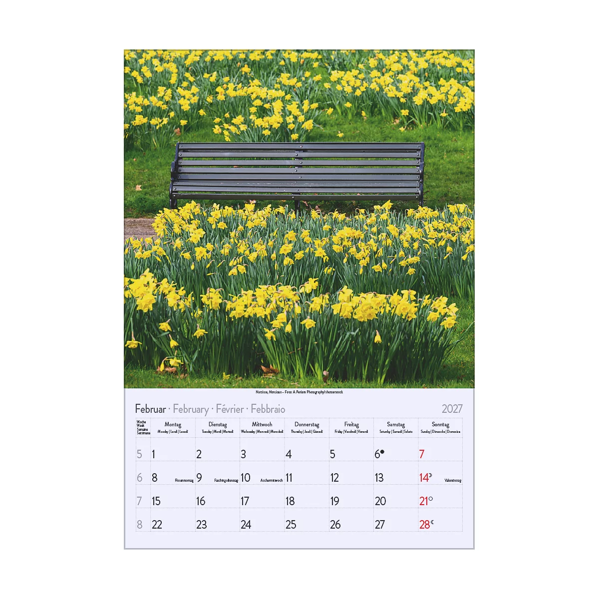 Une page de calendrier pour février 2027 avec un banc de parc entouré de jonquilles jaunes. La date est indiquée en plusieurs langues.