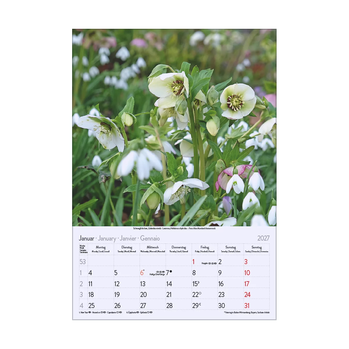 Gros plan sur des hellébores blanches et des perce-neige, avec un calendrier pour janvier 2027 en arrière-plan.