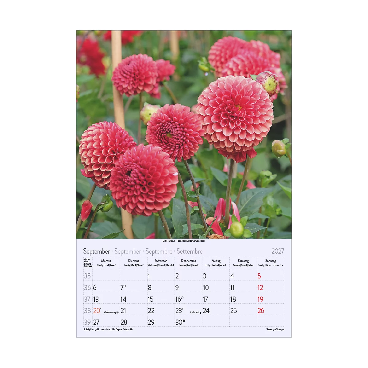 Gros plan sur des fleurs de dahlias rouges sur fond de feuilles vertes. En dessous, un calendrier pour septembre 2027.