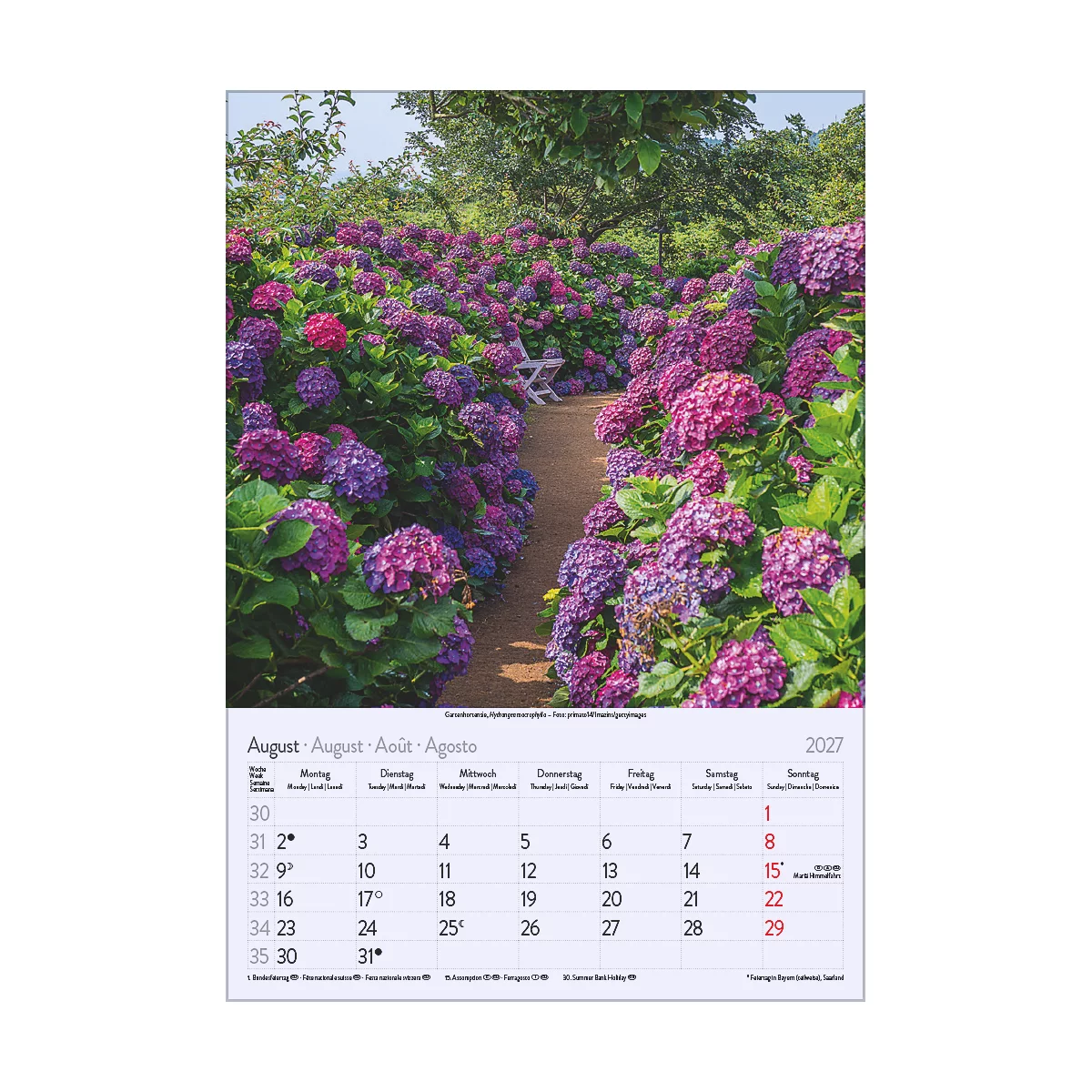 Un chemin à travers un jardin d'hortensias violets luxuriants. Un calendrier avec août 2027 en bas à droite.