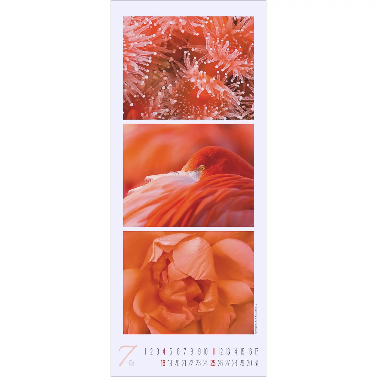 Calendrier de juillet : Corail en haut, flamant rose au milieu, rose en bas. Calendrier en bas.
