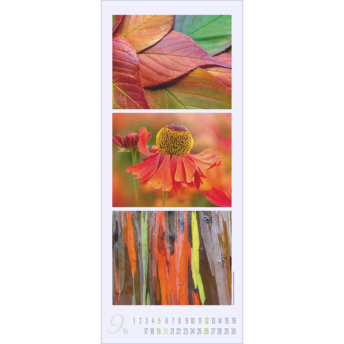 Calendrier mensuel avec des feuilles d'automne, une fleur et des bandes de bois colorées.