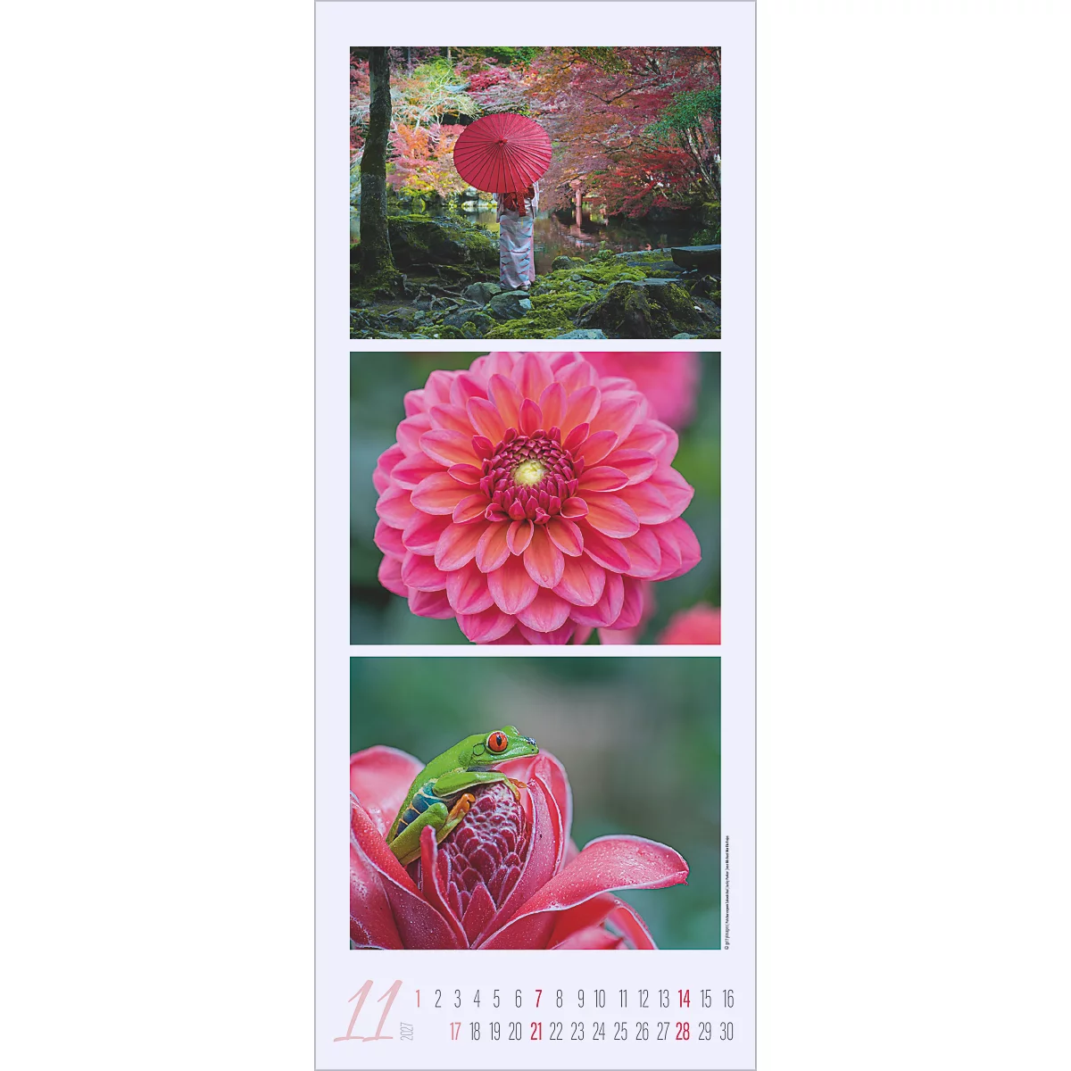 Page de calendrier avec trois images : femme avec parapluie rouge, dahlia rose, grenouille verte en fleur.