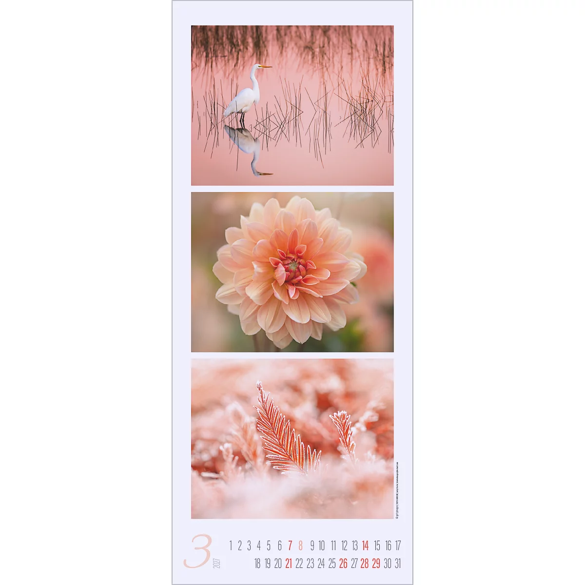 Calendrier avec des images roses : héron dans l'eau, pivoine, plumes ; en dessous, calendrier de mars.
