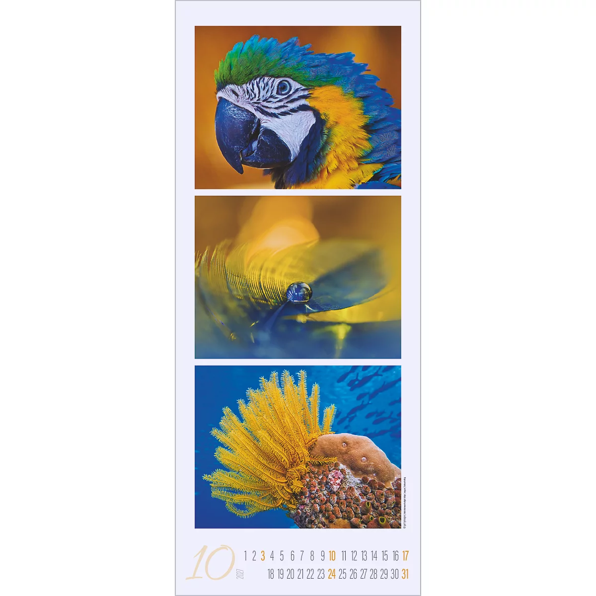 Calendrier mettant en vedette des perroquets, affichés dans trois images distinctes. Le premier montre la tête, le second une image floue des ailes, le dernier une plume.