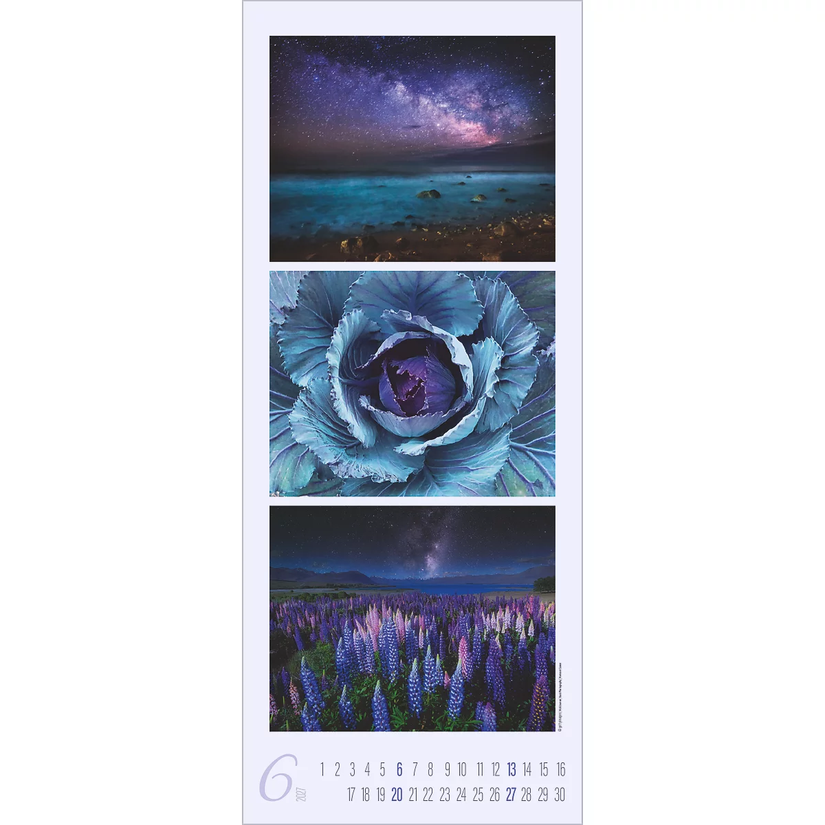 Calendrier de juin: ciel étoilé, choux bleus et prairie de fleurs violettes.