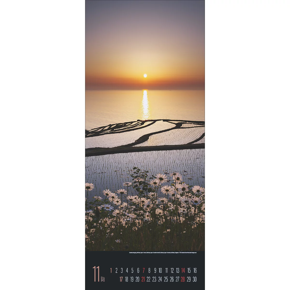 Coucher de soleil sur les rizières et les marguerites, page de calendrier de novembre.