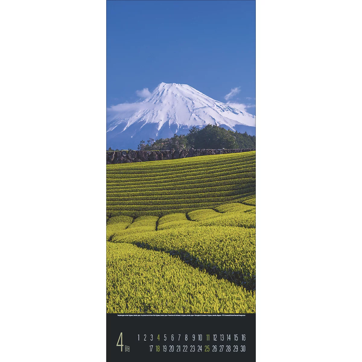 Plantation de thé vallonnée devant le mont Fuji enneigé sous un ciel bleu. La page de calendrier indique le mois d'avril.