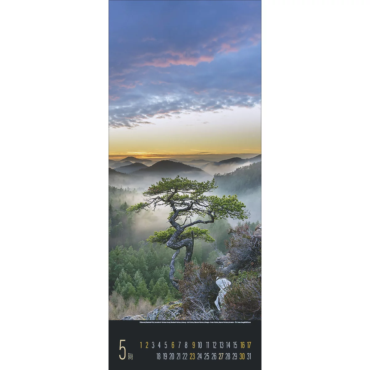 Un arbre noueux se dresse sur un rocher devant un paysage de montagnes brumeuses. Des tons roses et orangés brillent dans le ciel.