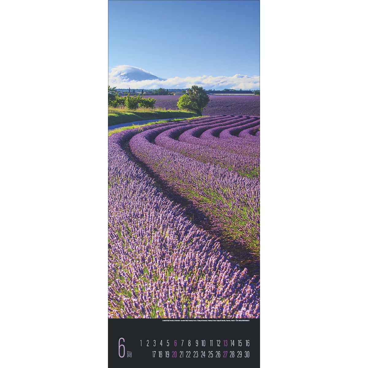 Champs de lavande en pleine floraison sous un ciel bleu. La feuille de calendrier montre le mois de juin, avec les chiffres et la date.