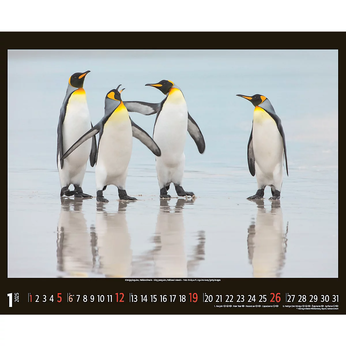 Korsch fotokalender 'Bedreigde wilde dieren 2025', B 440 x H 360 mm