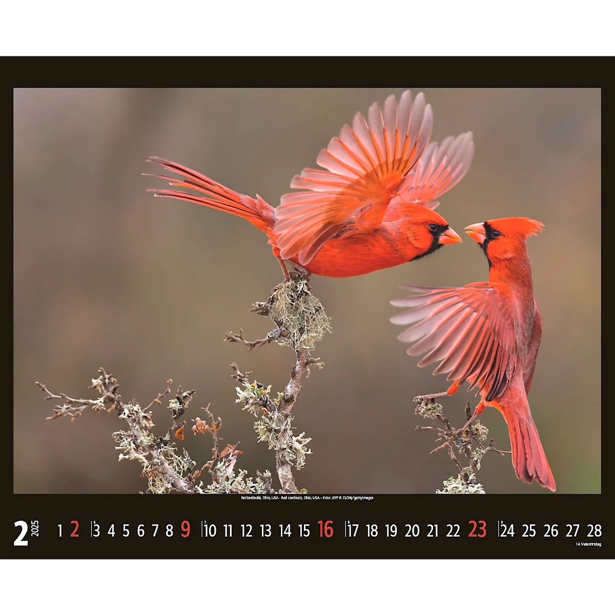 Korsch fotokalender 'Bedreigde wilde dieren 2025', B 440 x H 360 mm