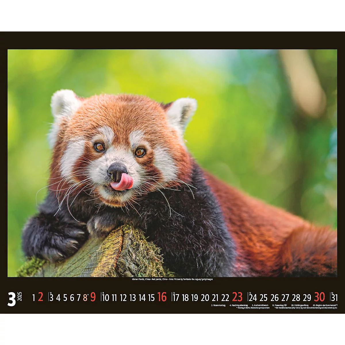Korsch fotokalender 'Bedreigde wilde dieren 2025', B 440 x H 360 mm