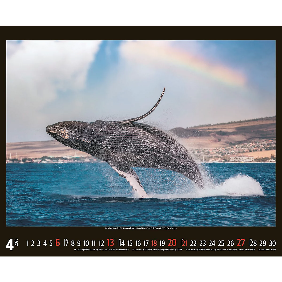 Korsch fotokalender 'Bedreigde wilde dieren 2025', B 440 x H 360 mm